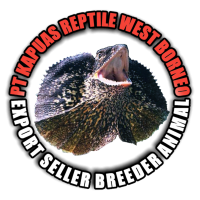 #kapuasreptile