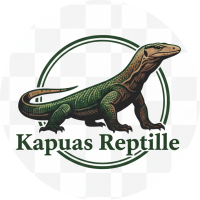 #kapuasreptile