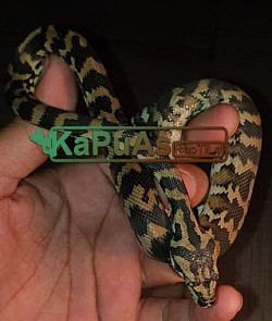 #kapuasreptile