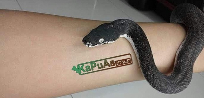 #kapuasreptile