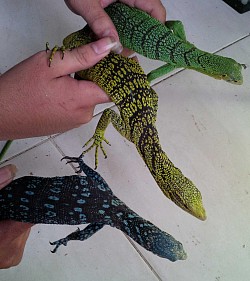 #kapuasreptile