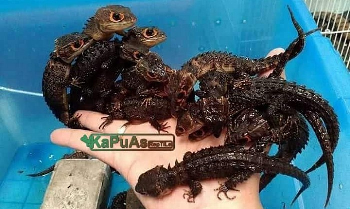 #kapuasreptile