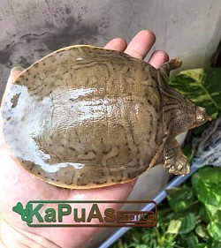 #kapuasreptile