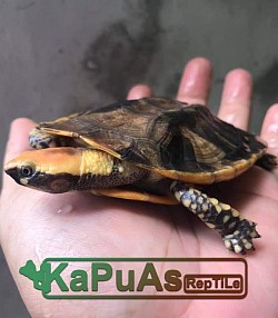 #kapuasreptile