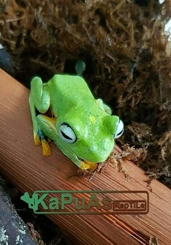 #kapuasreptile