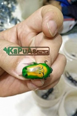 #kapuasreptile