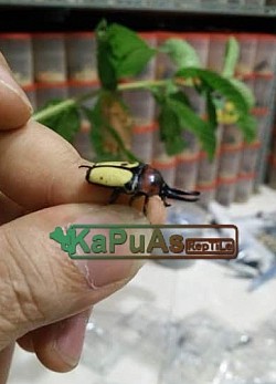 #kapuasreptile